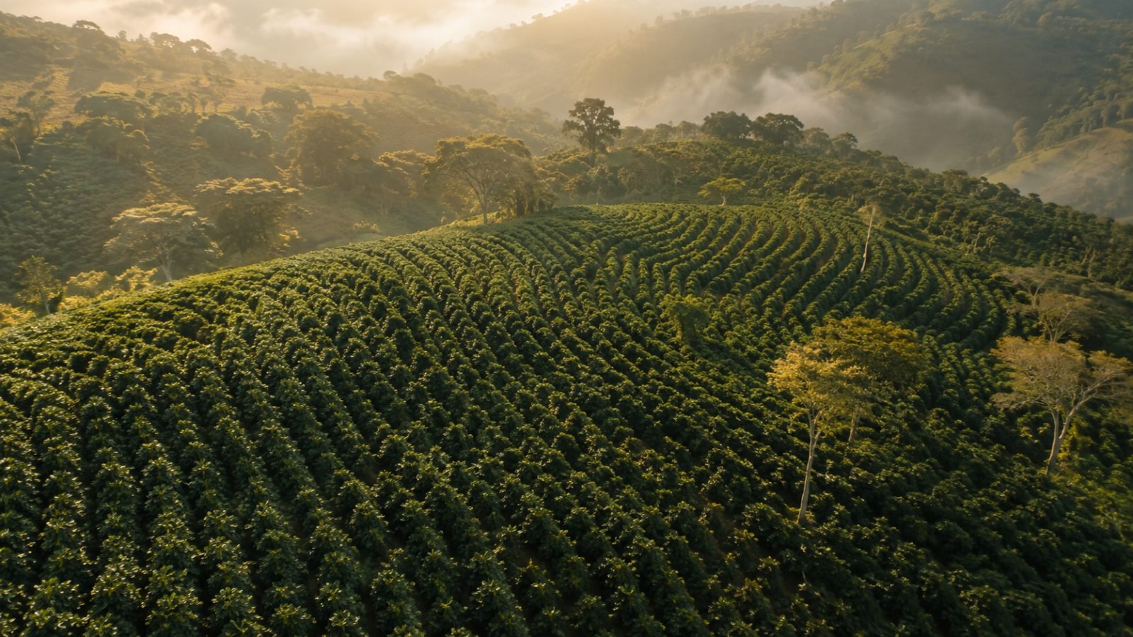 Europa le pedirá las coordenadas de su cultivo